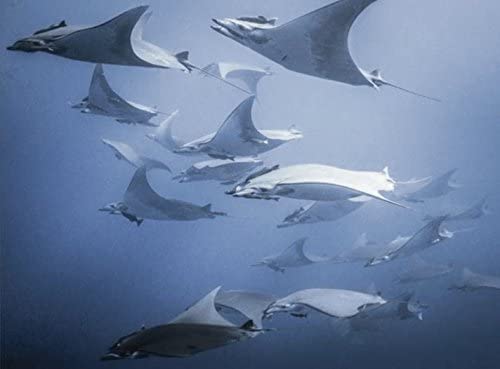 Atlantic: The Wildest Ocean on Earth